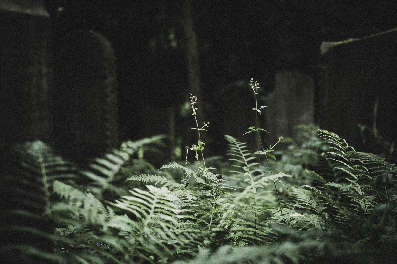 Obernkirchen, Jüdischer Friedhof